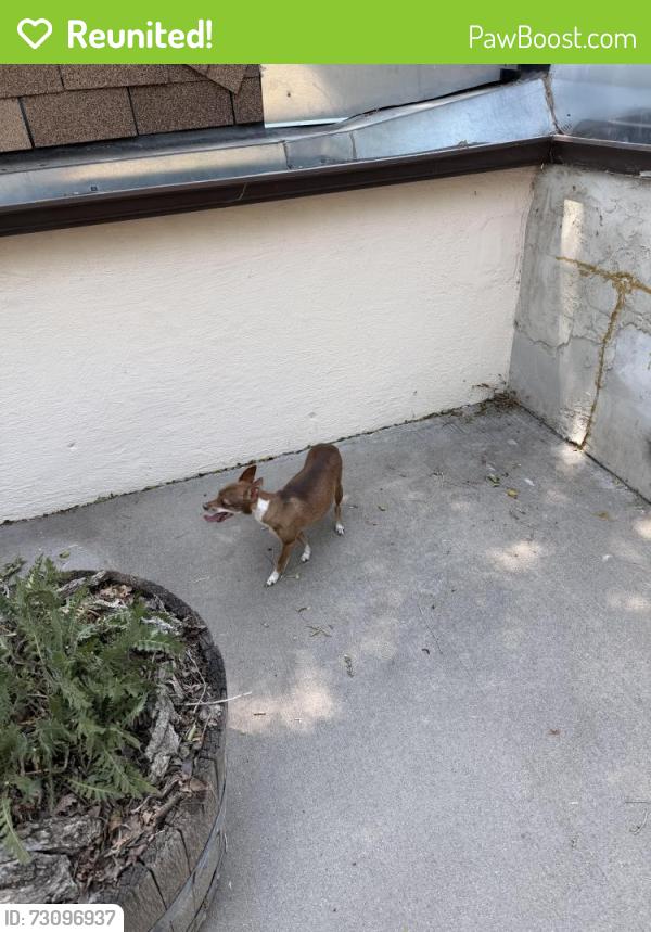 Reunited Female Dog last seen Near S Pierce Street, Lakewood, CO 80232