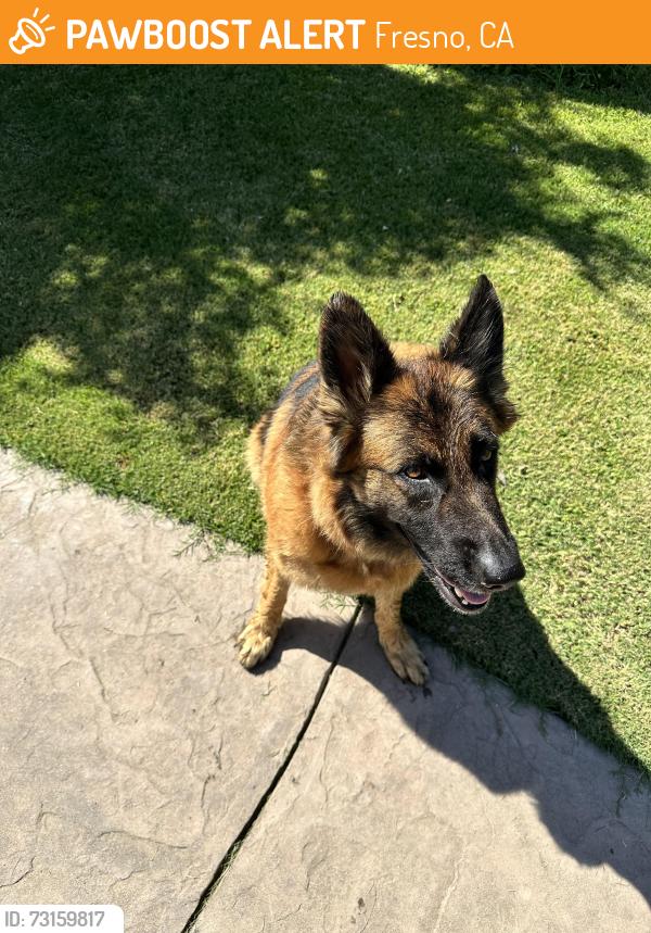 Found/Stray Female Dog last seen BellAire and Minnewawa, Fresno, CA 93727
