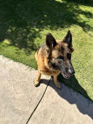 Found/Stray Female Dog last seen BellAire and Minnewawa, Fresno, CA 93727