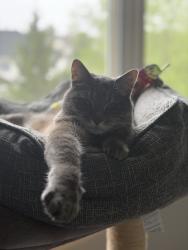 Lost Male Cat last seen 56th and Dakota, West Des Moines, IA 50266