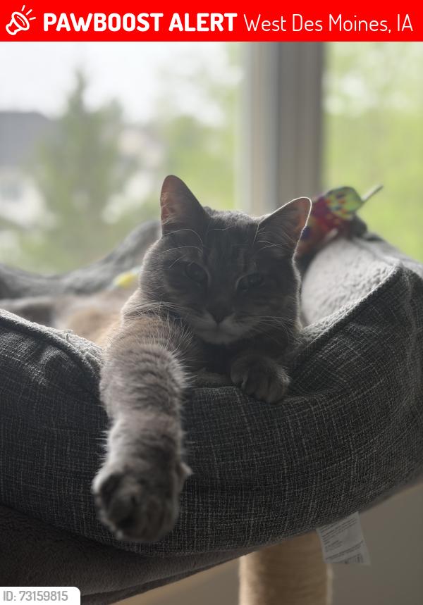 Lost Male Cat last seen 56th and Dakota, West Des Moines, IA 50266