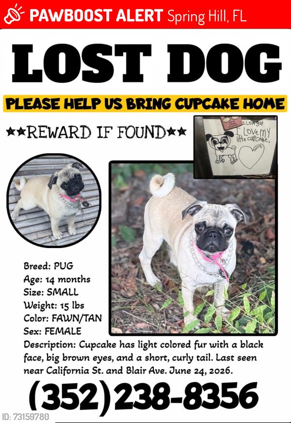 Lost Female Dog last seen California St and Blair Ave, Brooksville, FL, Spring Hill, FL 34604