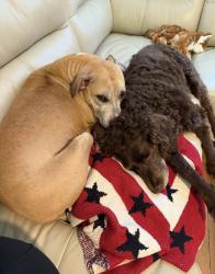 Reunited Female Dog last seen St. Pete college parking lot, St. Petersburg, FL 33710
