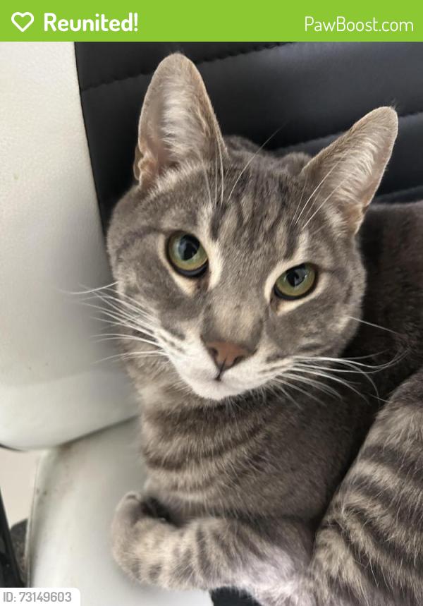 Reunited Male Cat last seen Knott and cerritos, Anaheim, CA 92804
