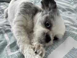 Lost Female Dog last seen Near St 35A Ave, Langley, BC V3A 7C6