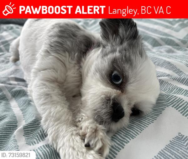 Lost Female Dog last seen Near St 35A Ave, Langley, BC V3A 7C6