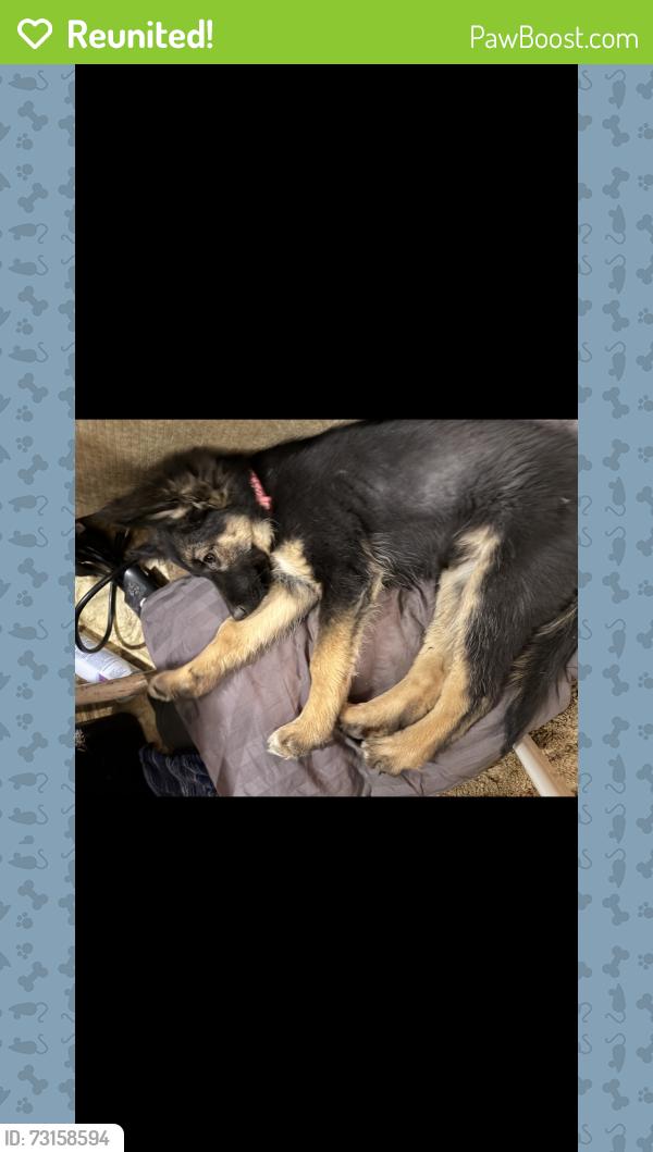 Reunited Female Dog last seen 40th st West Ave N, Palmdale, CA 93551