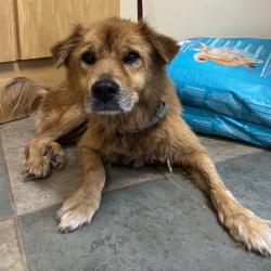 Shelter Stray Female Dog last seen , 4500 N Access Rd, Chattanooga, TN 37415, USA