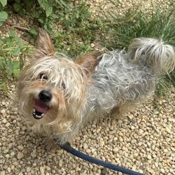 Shelter Stray Male Dog last seen , Animal Care & Control Team of Philly, 111 W Hunting Park Ave, Philadelphia, PA 19140, USA