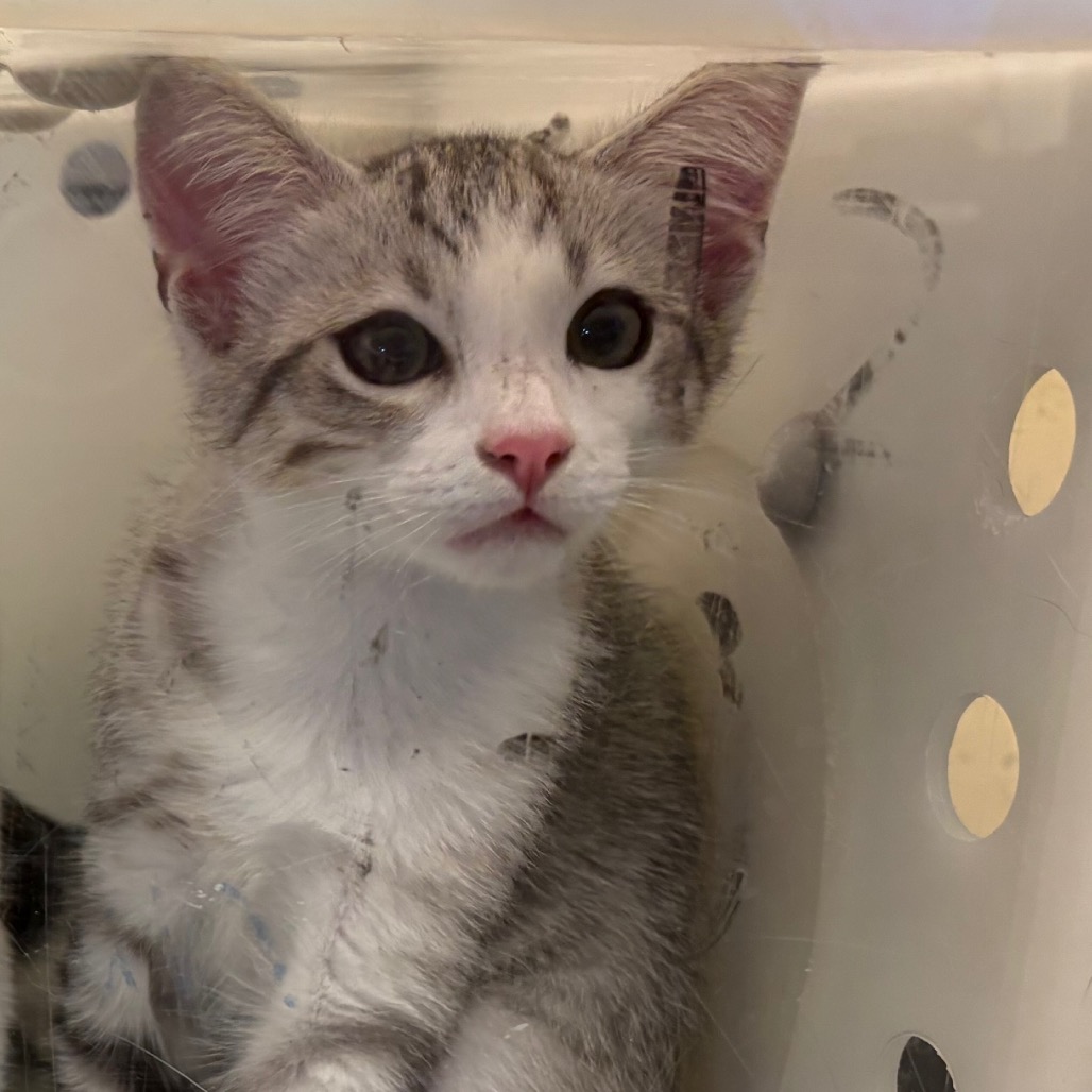 Shelter Stray Unknown Cat last seen , 361 S Raymond Ave, Pasadena, CA 91105, USA
