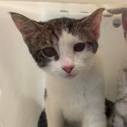 Shelter Stray Unknown Cat last seen , 361 S Raymond Ave, Pasadena, CA 91105, USA