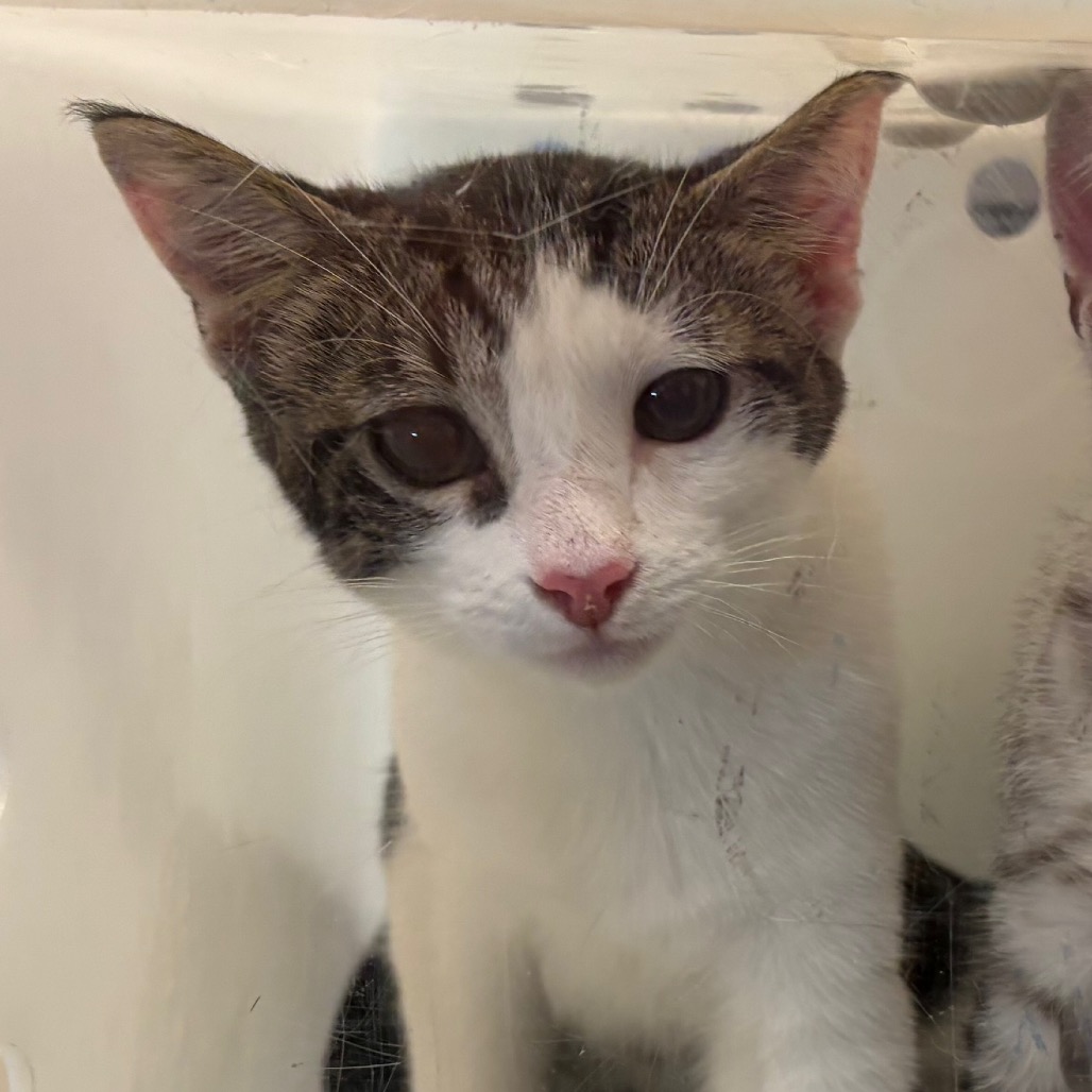 Shelter Stray Unknown Cat last seen , 361 S Raymond Ave, Pasadena, CA 91105, USA