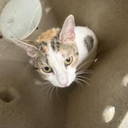 Shelter Stray Female Cat last seen , Animal Care & Control Team of Philly, 111 W Hunting Park Ave, Philadelphia, PA 19140, USA
