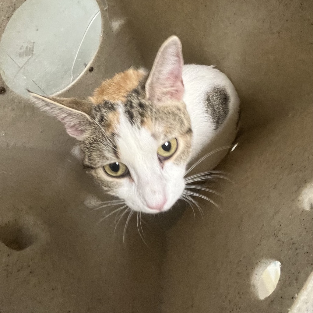 Shelter Stray Female Cat last seen , Animal Care & Control Team of Philly, 111 W Hunting Park Ave, Philadelphia, PA 19140, USA