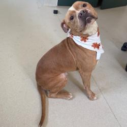 Shelter Stray Male Dog last seen , 361 S Raymond Ave, Pasadena, CA 91105, USA