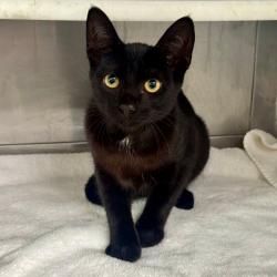 Shelter Stray Unknown Cat last seen , 12910 Yukon Ave, Hawthorne, CA 90250, USA