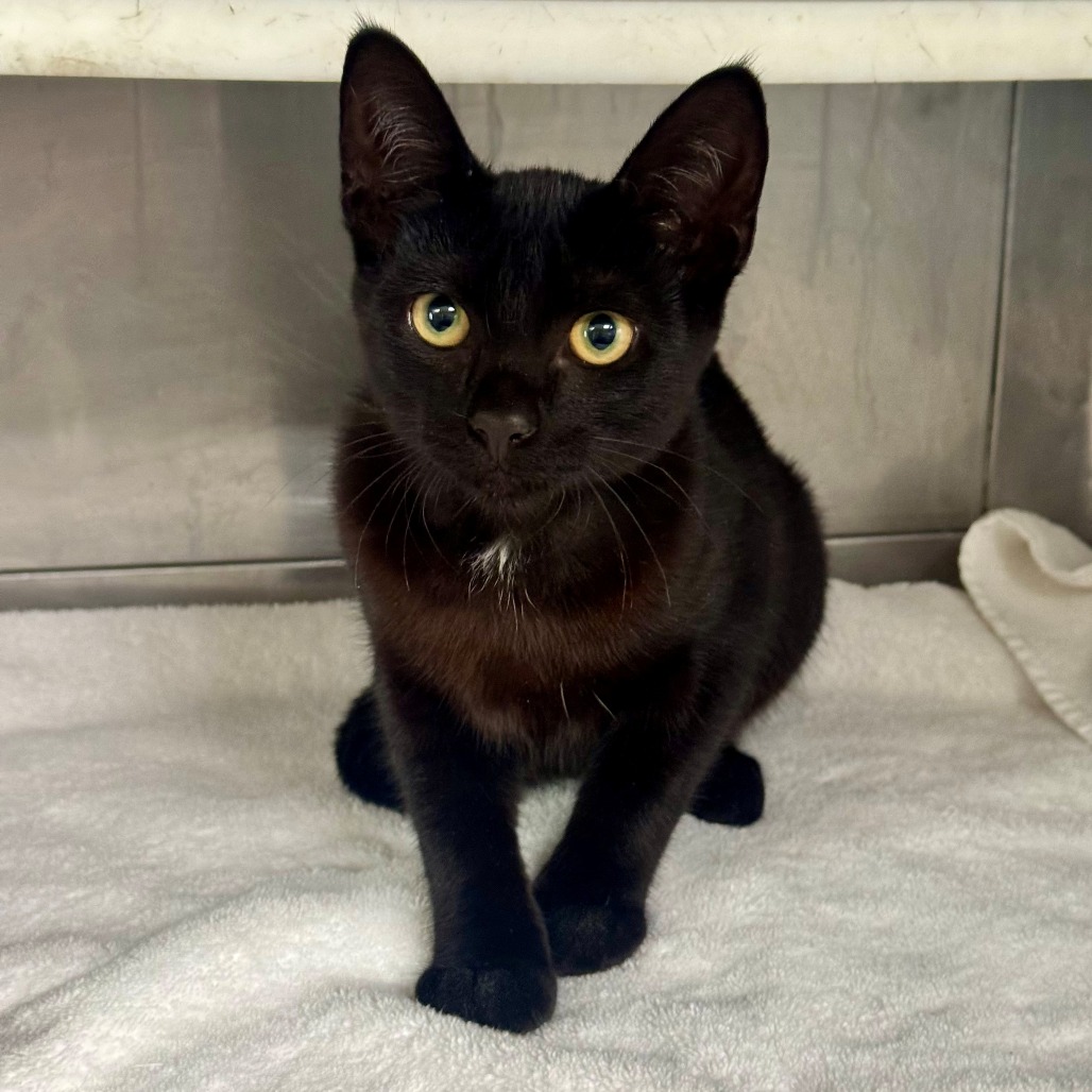 Shelter Stray Unknown Cat last seen , 12910 Yukon Ave, Hawthorne, CA 90250, USA