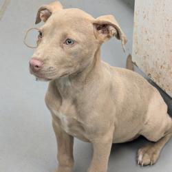 Shelter Stray Female Dog last seen , 4900 Milgen Rd, Columbus, GA 31907, USA