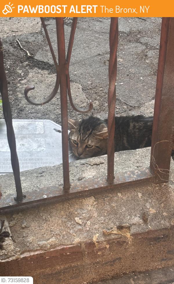 Found/Stray Unknown Cat last seen Pelham parkway north and Wallace Ave, The Bronx, NY 10462