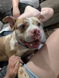 Found/Stray Male Dog last seen On Willits between Northview Road and Eastview road, Philadelphia, PA 19152