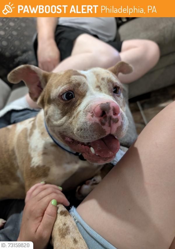 Found/Stray Male Dog last seen On Willits between Northview Road and Eastview road, Philadelphia, PA 19152