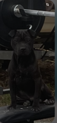 Found/Stray Male Dog last seen Main street, Oakley, CA 94561