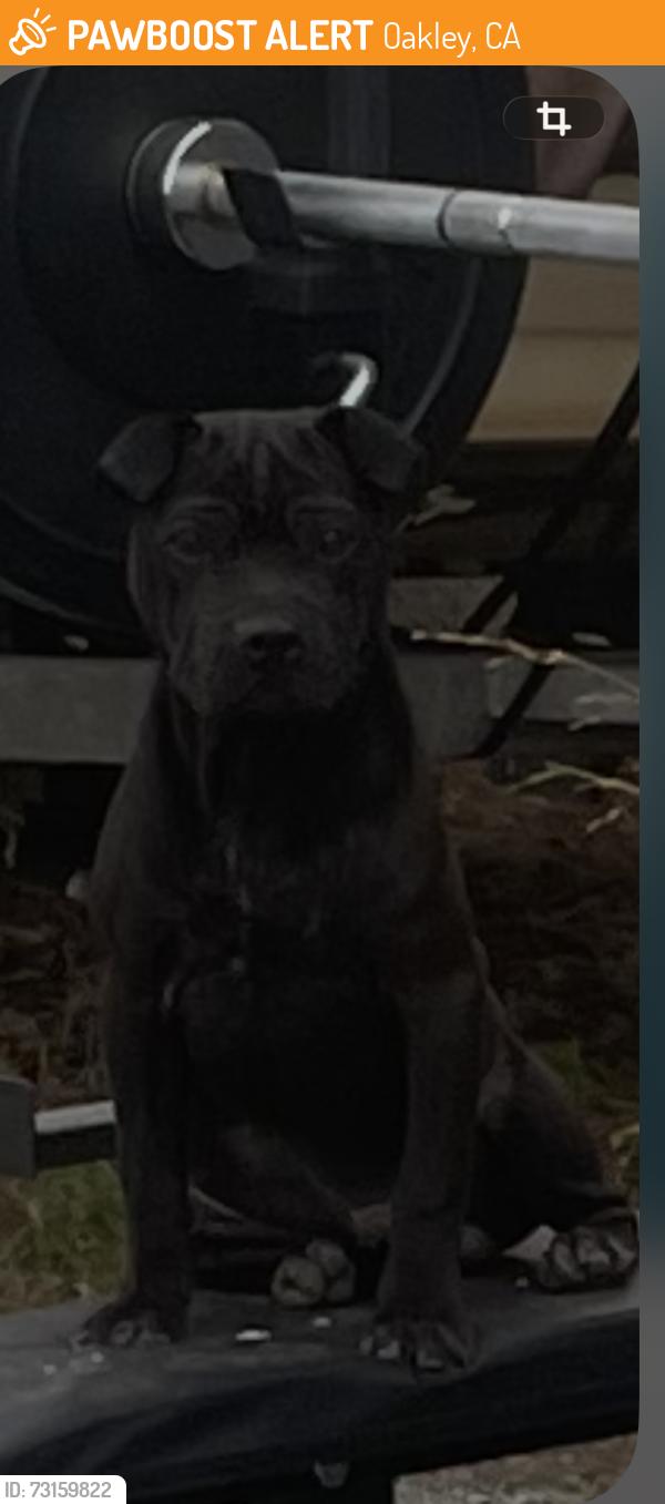 Found/Stray Male Dog last seen Main street, Oakley, CA 94561