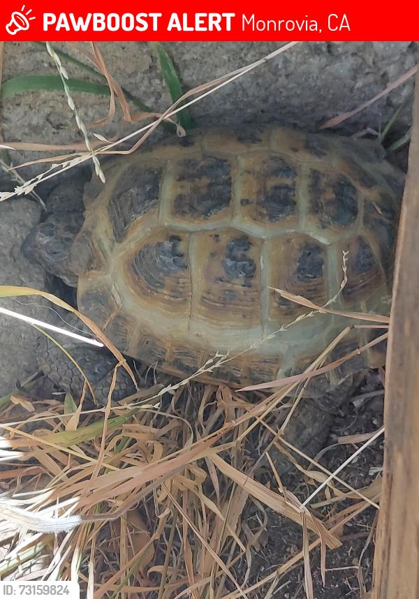 Lost Unknown Reptile last seen Canyon Blvd. & Foothill Blvd., Monrovia, CA 91016