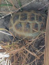 Lost Unknown Reptile last seen Canyon Blvd. & Foothill Blvd., Monrovia, CA 91016