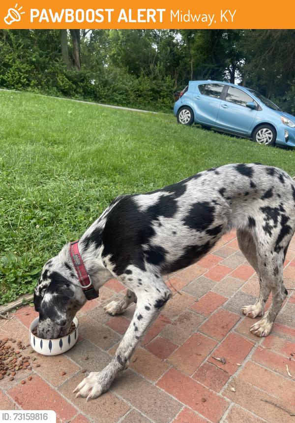 Found/Stray Female Dog last seen Weisenberger Mill, Midway KY, Midway, KY 40347