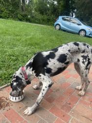 Found/Stray Female Dog last seen Weisenberger Mill, Midway KY, Midway, KY 40347
