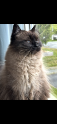 Lost Female Cat last seen Manning northbound and 50th street, Edmonton, AB T5Y 0J4
