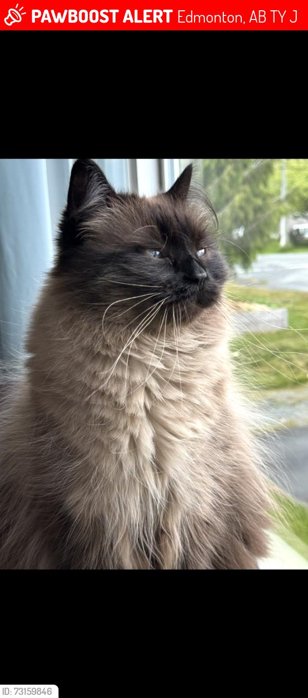 Lost Female Cat last seen Manning northbound and 50th street, Edmonton, AB T5Y 0J4
