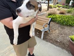Found/Stray Unknown Dog last seen Guardians Angels Catholic Church, Clawson, MI 48017