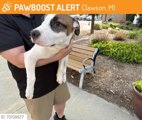 Found/Stray Unknown Dog last seen Guardians Angels Catholic Church, Clawson, MI 48017