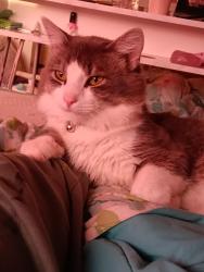 Lost Male Cat last seen Close to the licking county dog shelter and Ben Franklin elementary, Newark, OH 43055