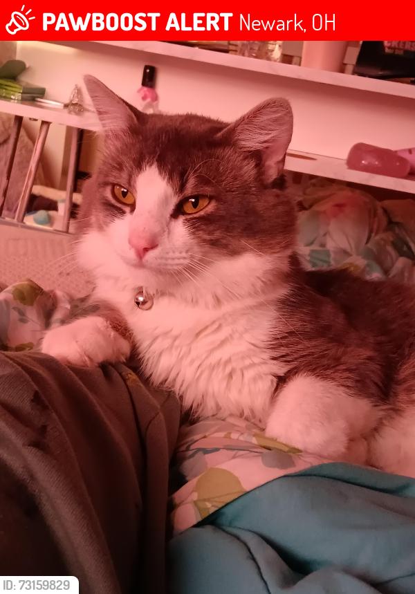 Lost Male Cat last seen Close to the licking county dog shelter and Ben Franklin elementary, Newark, OH 43055