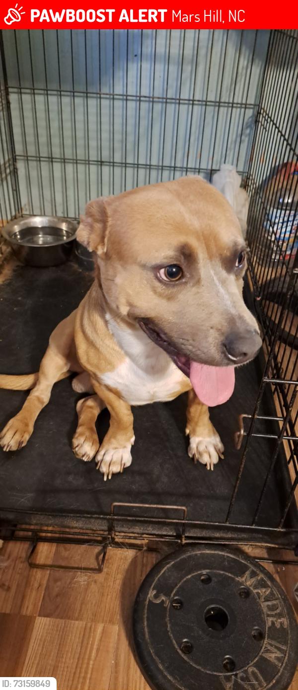 Lost Male Dog last seen Gabriels creek dr, Mars Hill NC, Mars Hill, NC 28754
