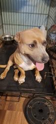 Lost Male Dog last seen Gabriels creek dr, Mars Hill NC, Mars Hill, NC 28754