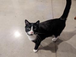 Lost Male Cat last seen Macedonia road and Olivette road, Asheville, NC 28804