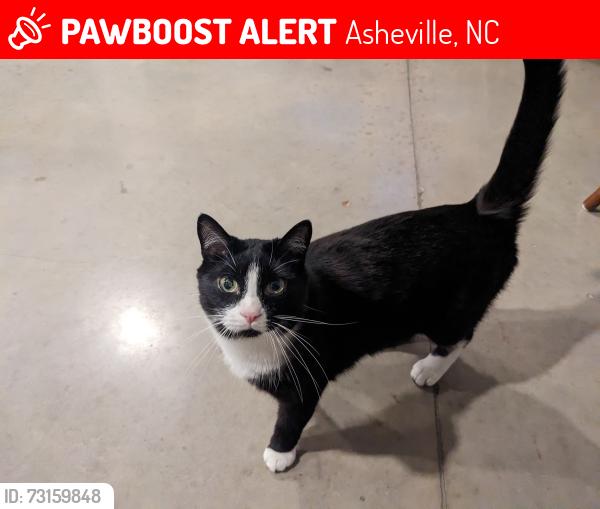 Lost Male Cat last seen Macedonia road and Olivette road, Asheville, NC 28804