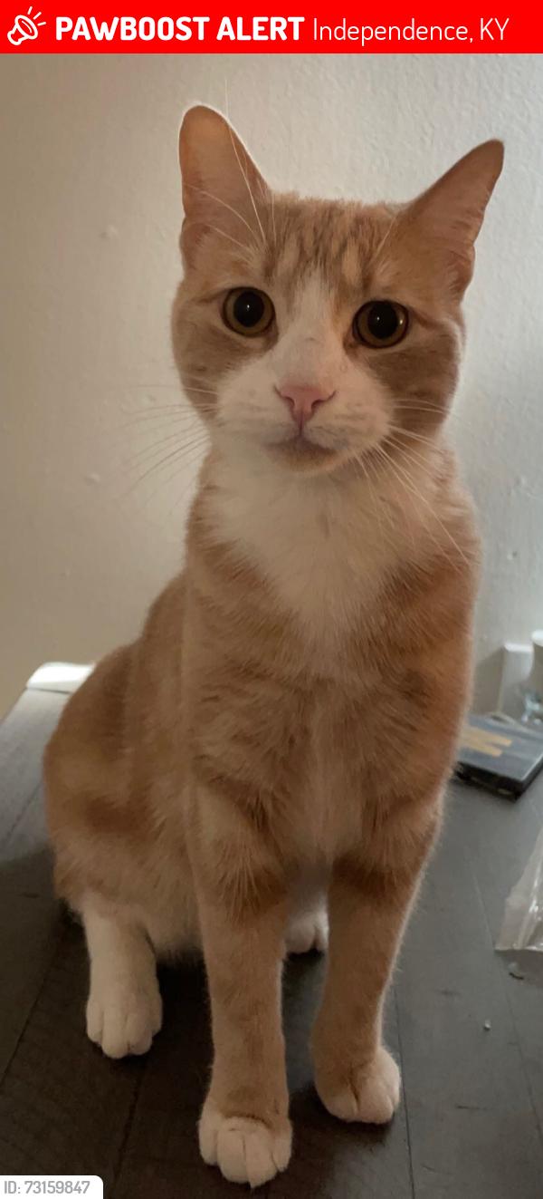Lost Male Cat last seen Beechgrove Area, Independence, KY 41051