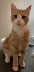 Lost Male Cat last seen Beechgrove Area, Independence, KY 41051