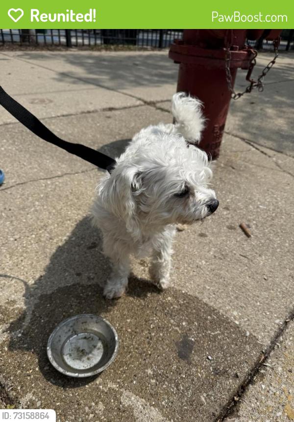 Reunited Female Dog last seen Near, Chicago, IL 60622