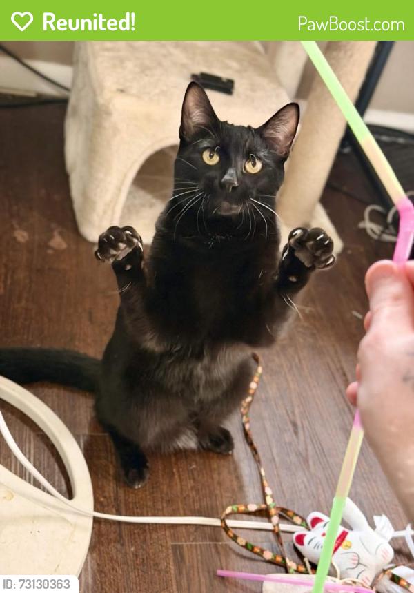 Reunited Male Cat last seen Near S Q street apmts., Fort Smith, AR 72901