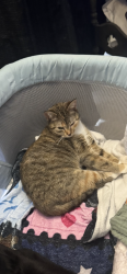 Lost Female Cat last seen 106th Ave and Lake blvd, Clearwater, FL 33762