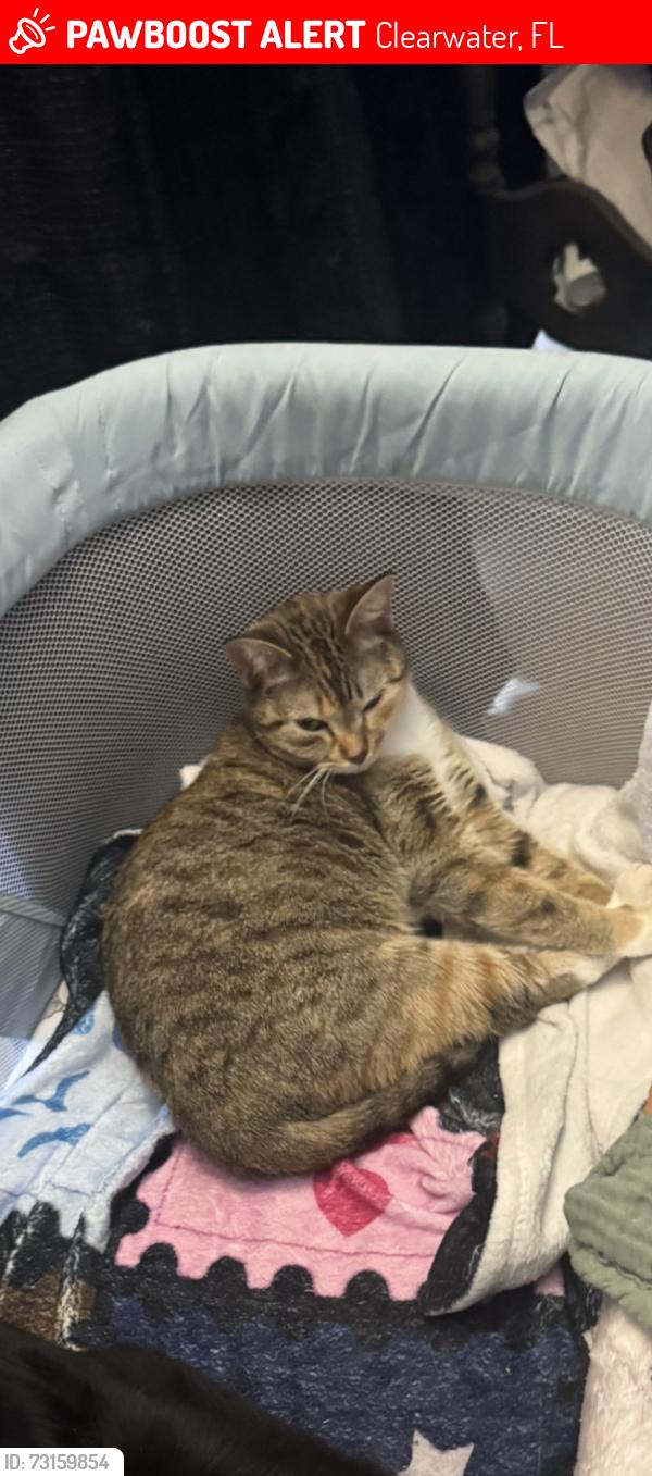 Lost Female Cat last seen 106th Ave and Lake blvd, Clearwater, FL 33762