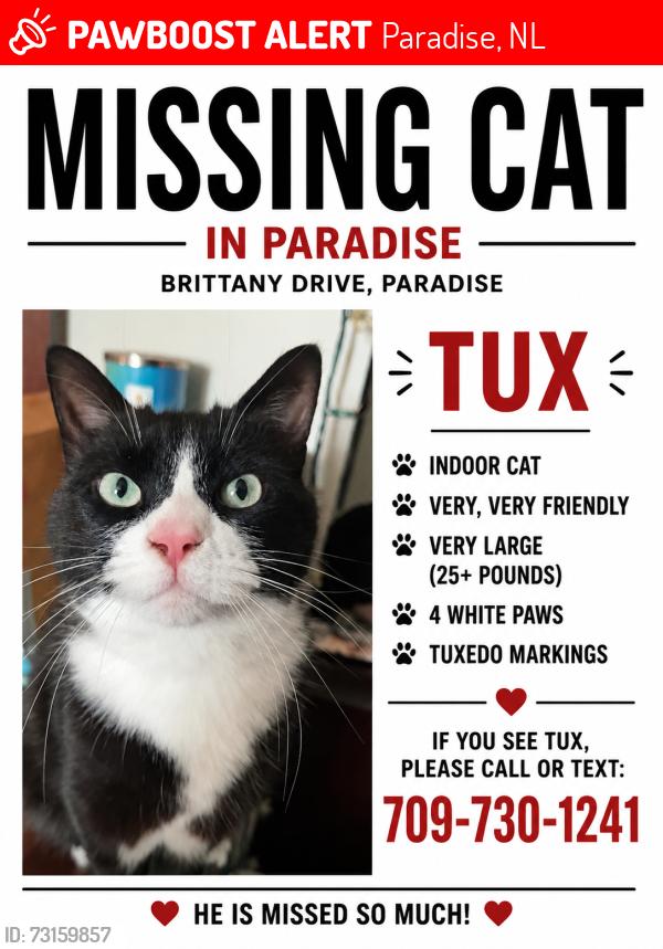 Lost Male Cat last seen Brittany drive, Paradise, NL 