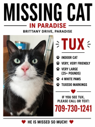 Lost Male Cat last seen Brittany drive, Paradise, NL 