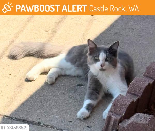 Found/Stray Female Cat last seen Near Leaming Ave NW, Castle Rock, WA 98611, Castle Rock, WA 98611